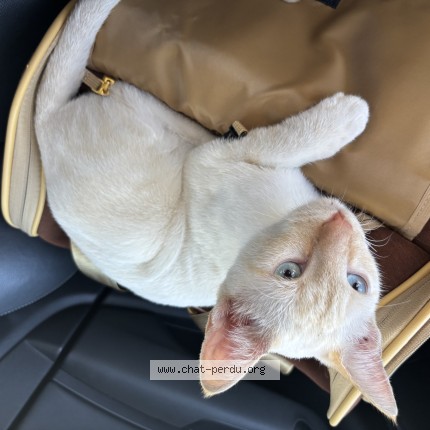 Photo de chat trouvé à Merignac