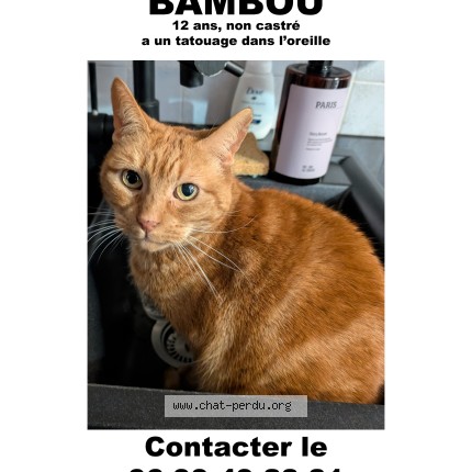 Photo de chat perdu à Eaubonne