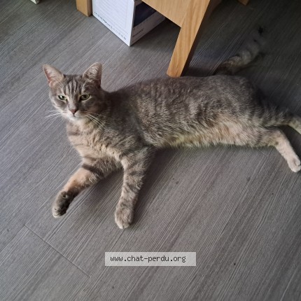 Photo 1/1 Simba Chat perdu à Paris