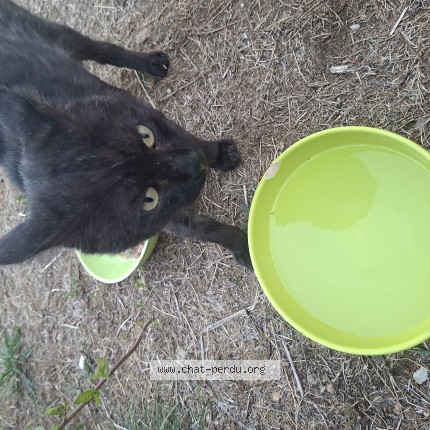 Photo de chat trouvé à Rauzan