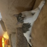 Minouch