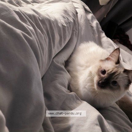 Photo de chat perdu à Nages Et Solorgues