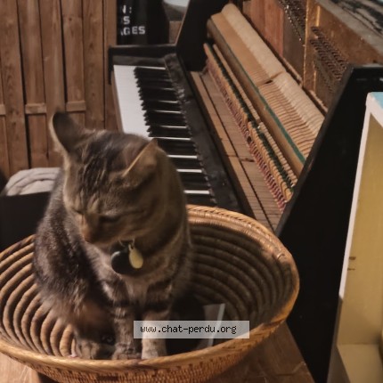 Photo de chat trouvé à Montpellier