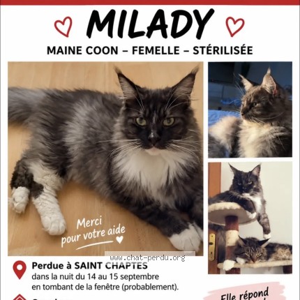 Photo de chat perdu à St Chaptes
