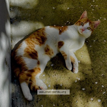 Photo de chat perdu à Bondy
