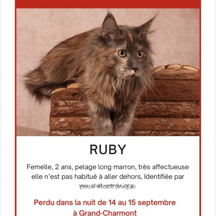 Photo 1/1 ruby Chat perdu à Grand Charmont