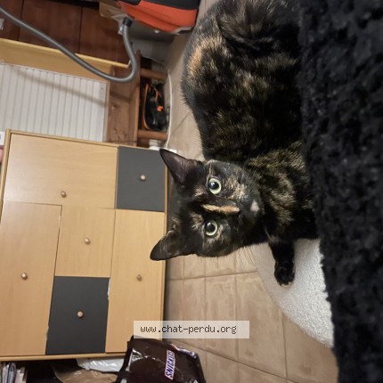 Photo de chat perdu à Cormelles Le Royal
