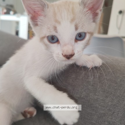 Photo de chat perdu à Toulouse