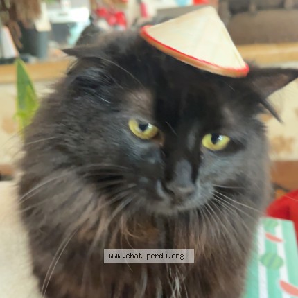Photo de chat perdu à Reaumur