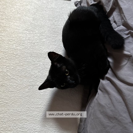 Photo de chat trouvé à Toulouse