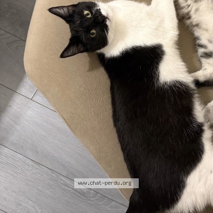 Photo de chat perdu à Bondy