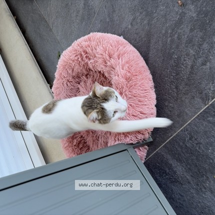 Photo de chat trouvé à Le Neubourg
