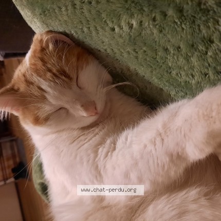 Photo de chat perdu à Denat