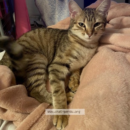 Photo de chat perdu à Bordeaux