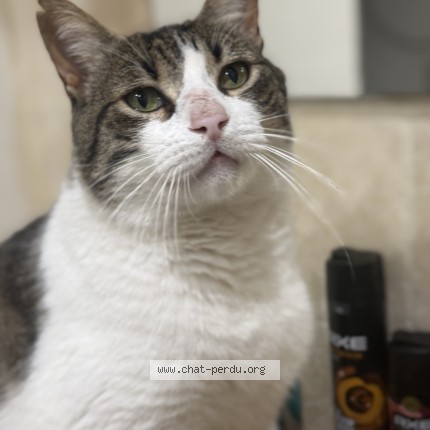 Photo de chat perdu à Marseille