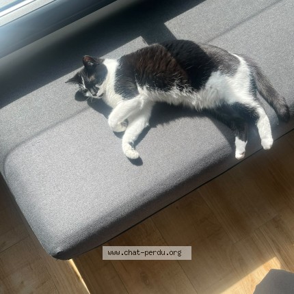 Photo de chat perdu à Sceaux