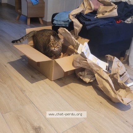 Photo de chat perdu à Asnieres Sur Seine