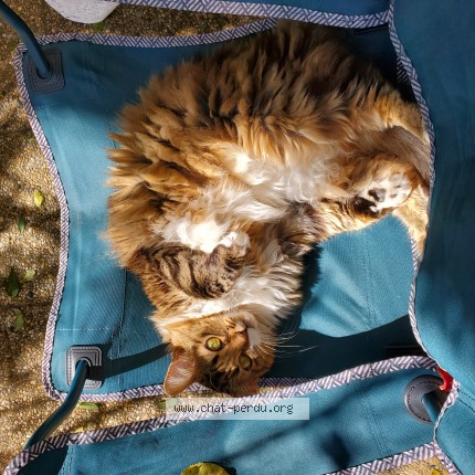 Photo de chat perdu à Lyon
