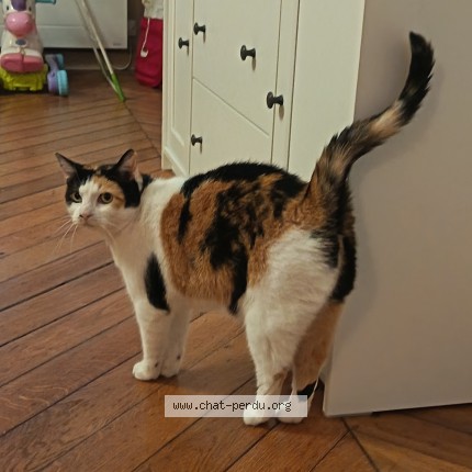 Photo de chat perdu à Linas