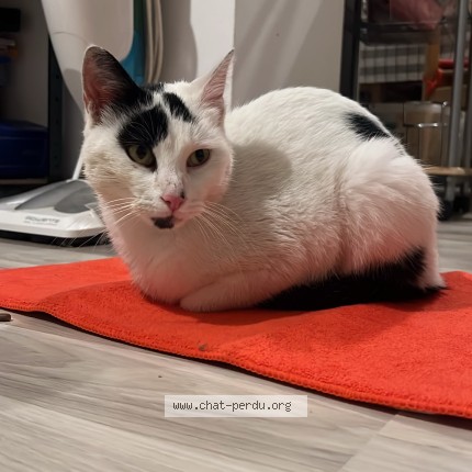 Photo 1/1 Chat trouvé Trouvé à Armentieres