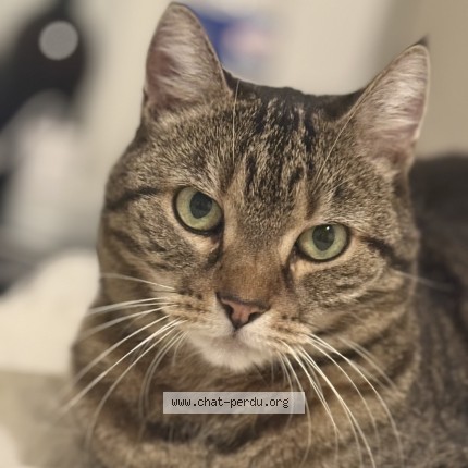 Photo de chat perdu à Vernouillet