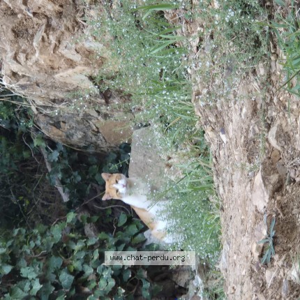 Photo de chat trouvé à La Londe Les Maures