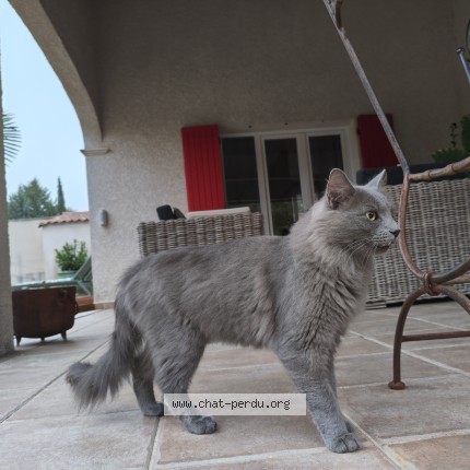 Photo 1/1 Chat trouvé Trouvé à Rousson