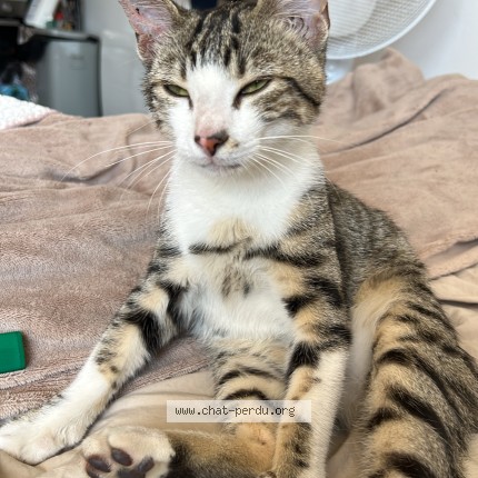 Photo 1/1 Gaspard Chat perdu à Saint Maur Des Fosses