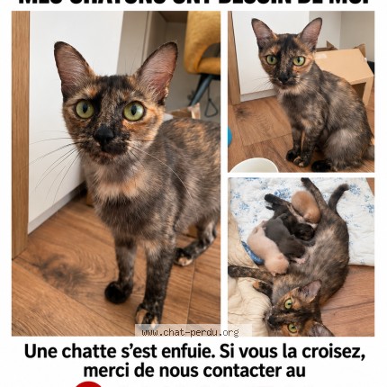 Photo 1/1 Baïa Chat perdu à Saint Herblain