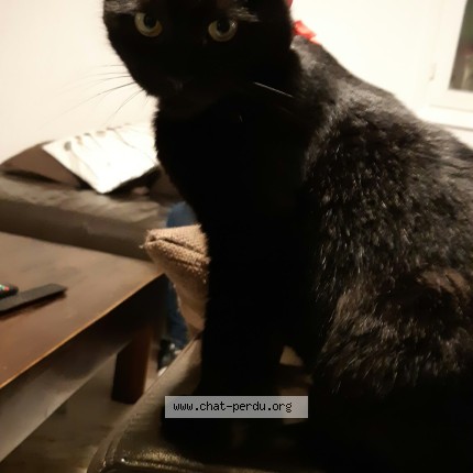 Photo 1/1 Myrtille Chat perdu à Nice
