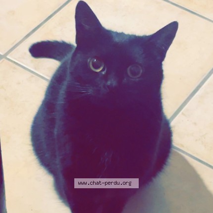 Photo de chat perdu à Heyrieux