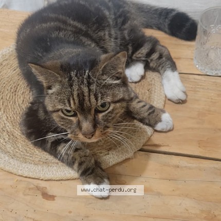 Photo 1/1 Chat trouvé Trouvé à Cenon