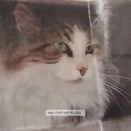 Photo 1/1 Ponpon Chat perdu à St Quentin La Poterie