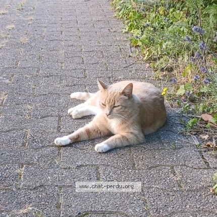 Photo de chat perdu à Escoutoux