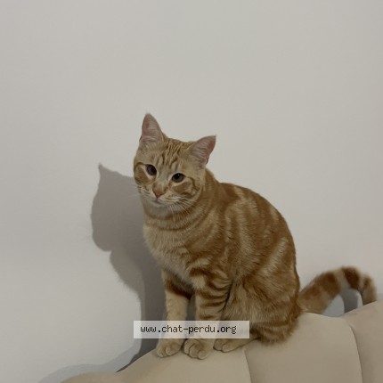 Photo 1/1 weasley Chat perdu à Marseille