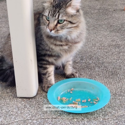 Photo de chat trouvé à Liguge
