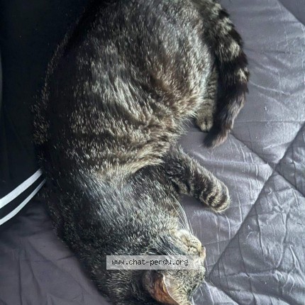 Photo 1/1 Chat trouvé Trouvé à Villeneuve D Ascq