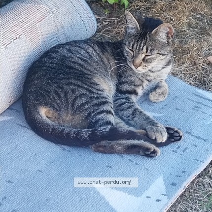 Photo 1/1 Chat trouvé Trouvé à Ernee