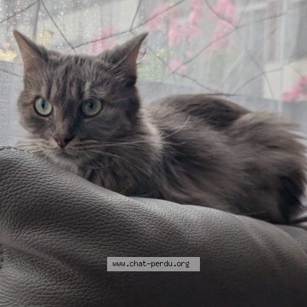 Photo de chat perdu à Sartrouville
