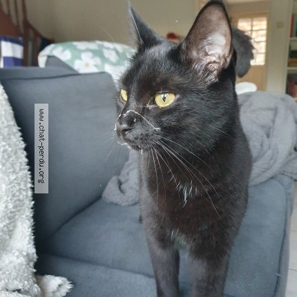 Photo de chat perdu à Heric