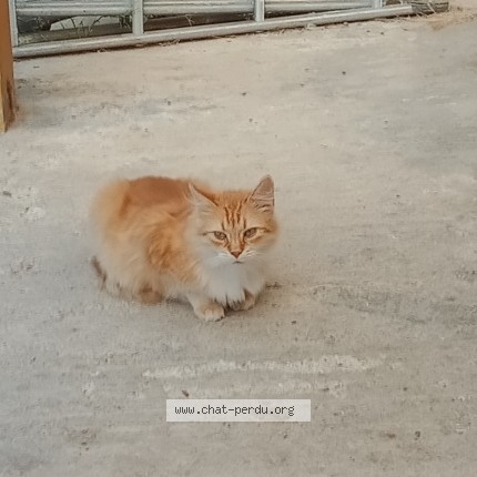 Photo 2/3 Chat trouvé Trouvé à Vermand