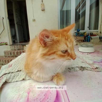 Photo 3/3 Chat trouvé Trouvé à Vermand