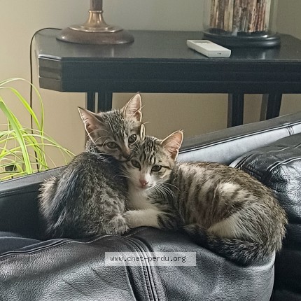 Photo 1/1 Chat retrouvé Trouvé à La Biolle