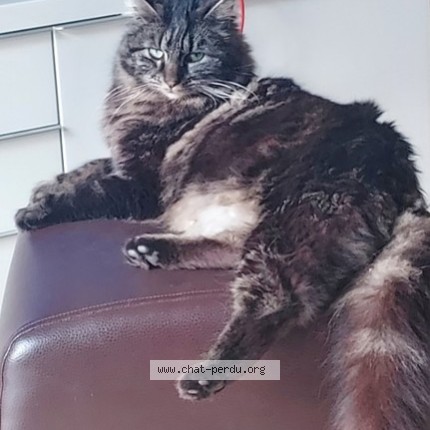 Photo de chat perdu à Le Mas D Agenay