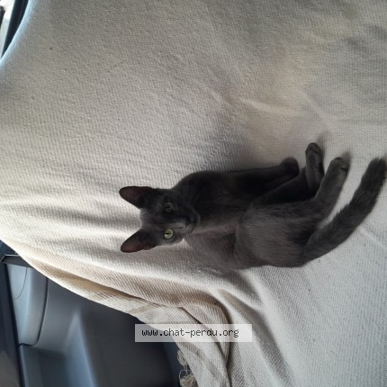 Photo 1/1 Chat trouvé Trouvé à Gueret