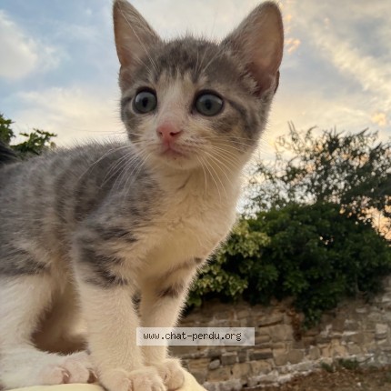 Photo de chat perdu à Les Mureaux