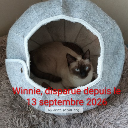 Photo 1/1 Winnie Chat perdu à Chauchigny