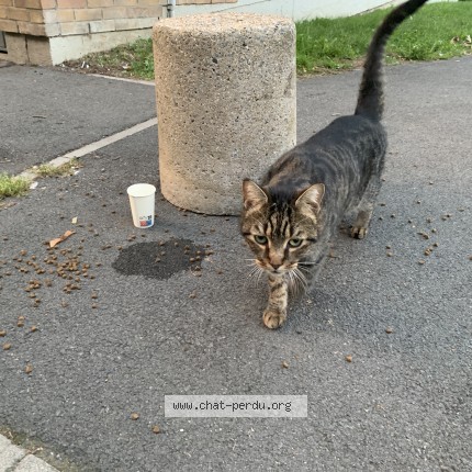 Photo 1/1 Chat trouvé Trouvé à Vilneuve Dascq