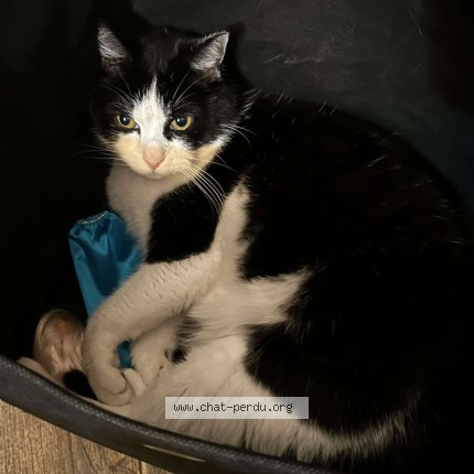 Photo de chat perdu à Blainville Sur L Eau