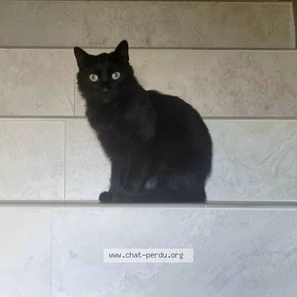 Photo 1/1 THOR Chat perdu à Sauzet